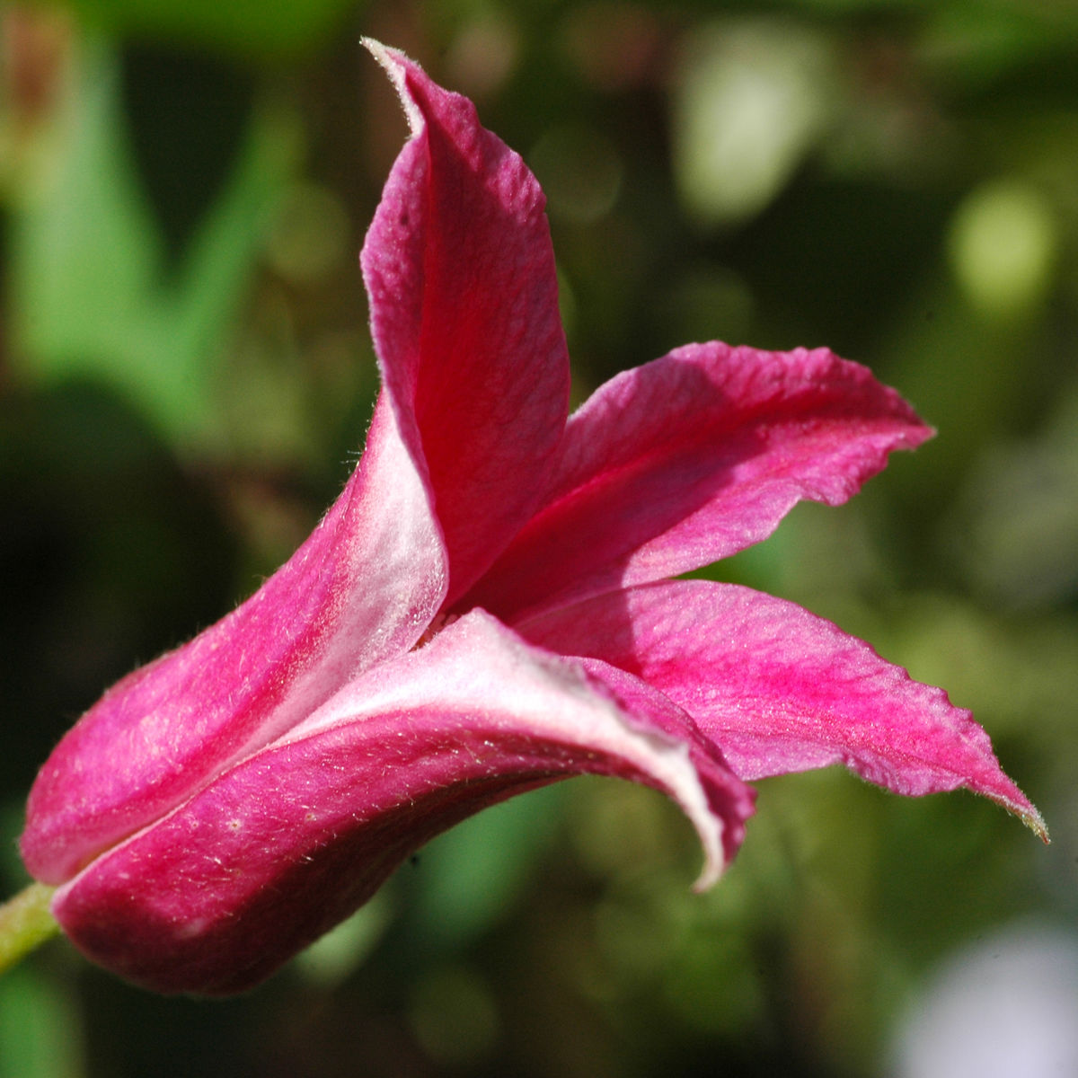 Clematis Princess Diana (Texensis/Texas-Waldrebe) online bestellen bei  Schmid Gartenpflanzen