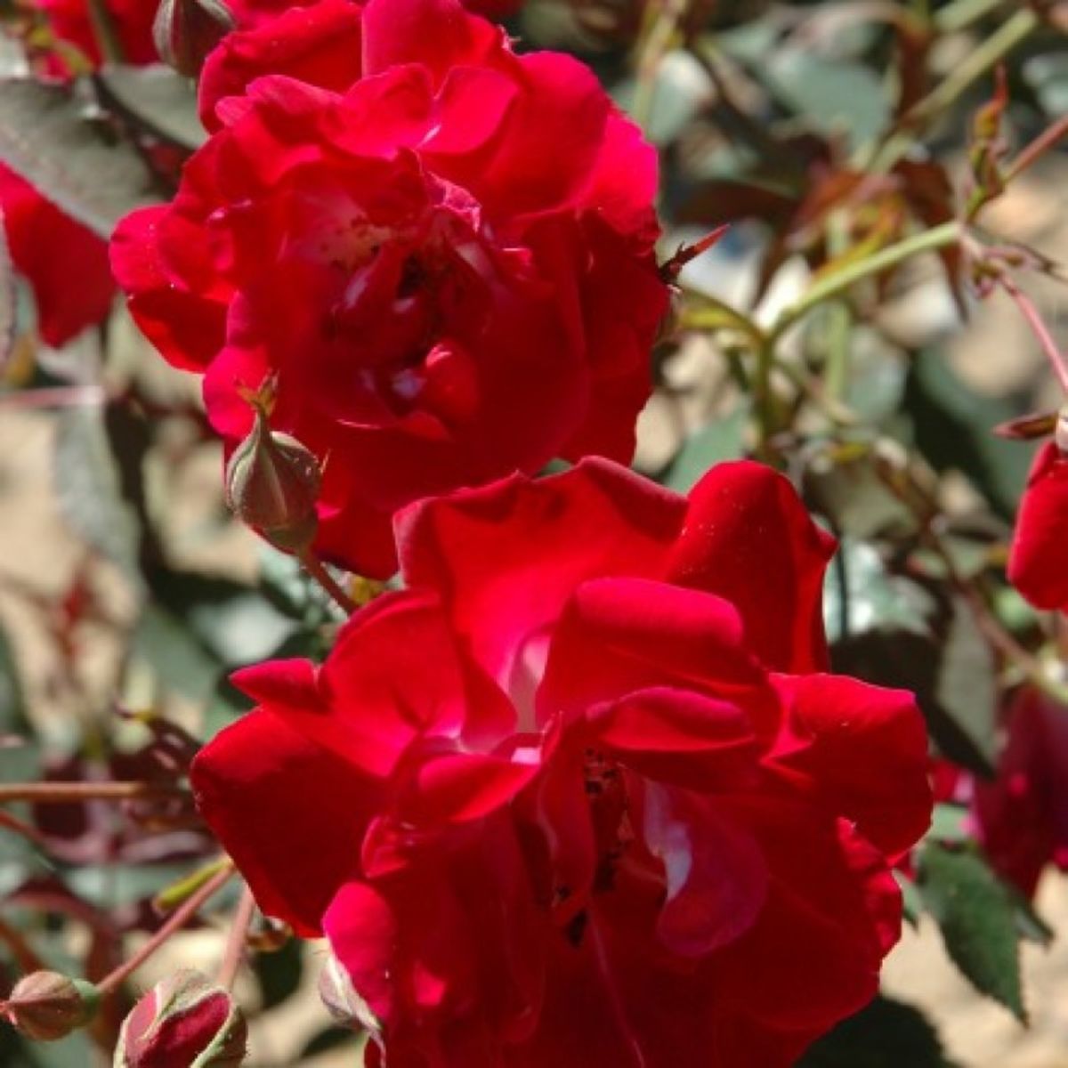 Cramoisi Supérieur Climber