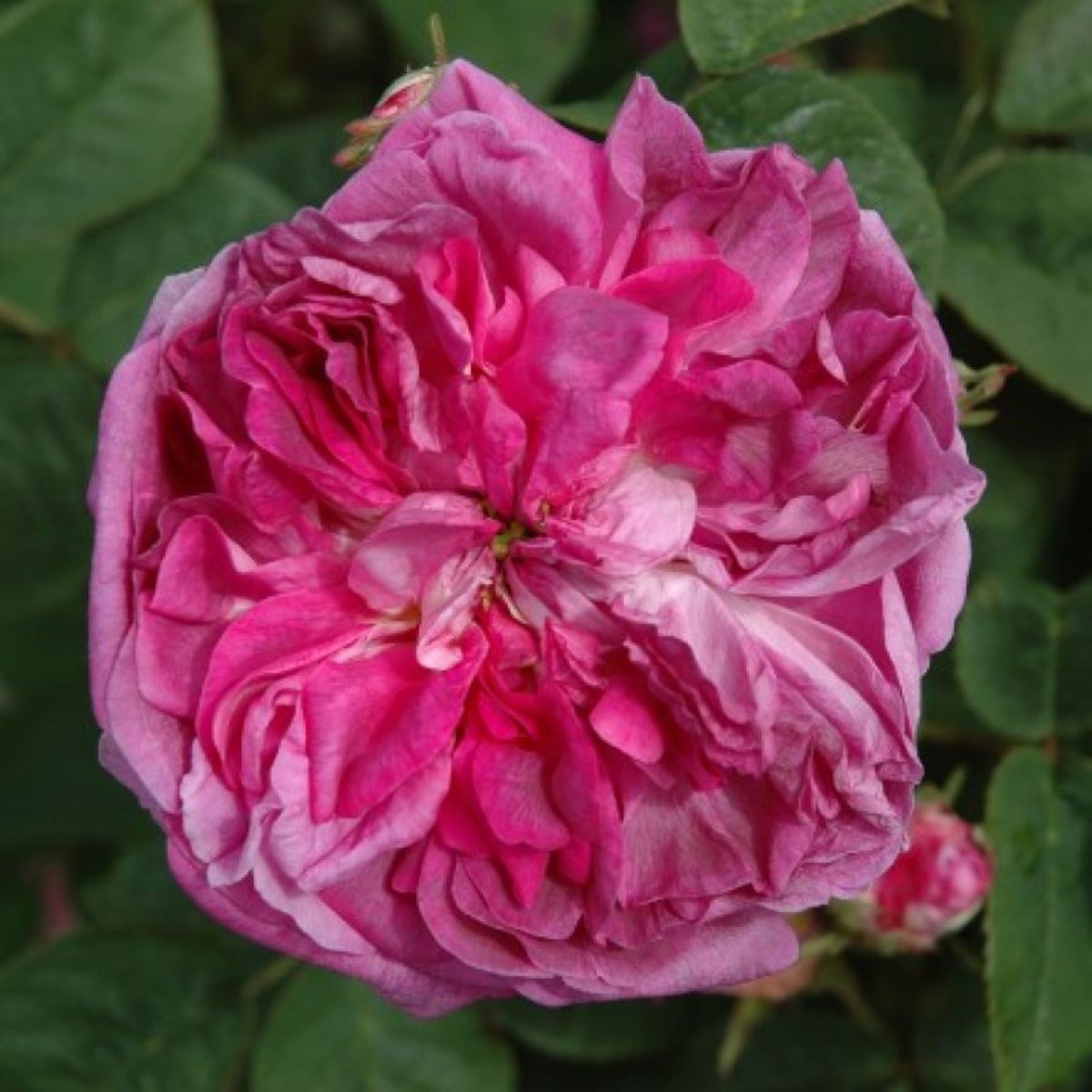 De la Mâitre d'Ecole