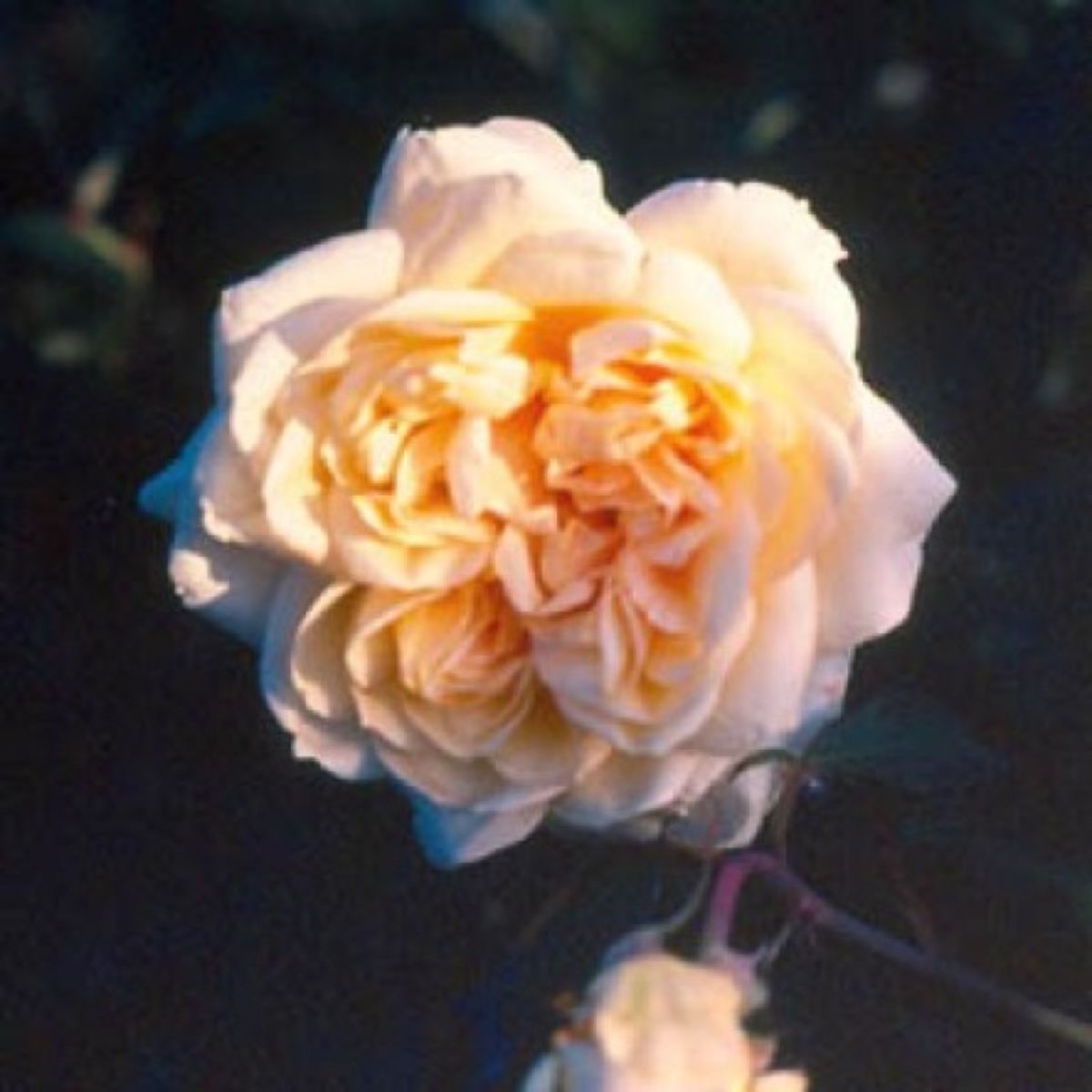 Duchesse d'Auerstädt