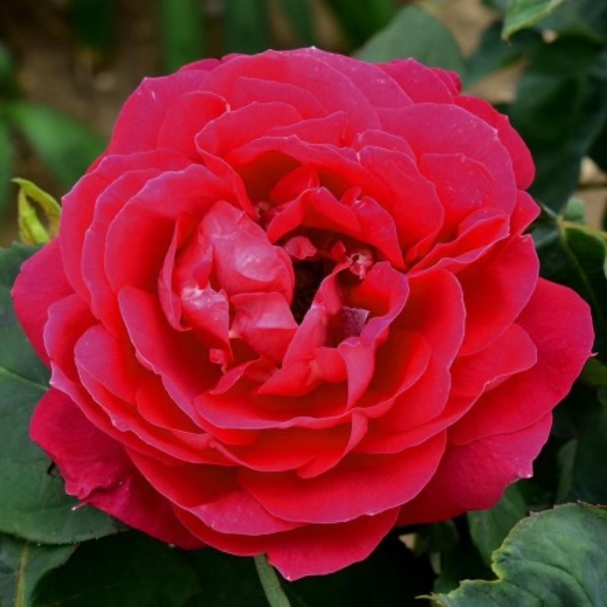 Marchioness of Salisbury