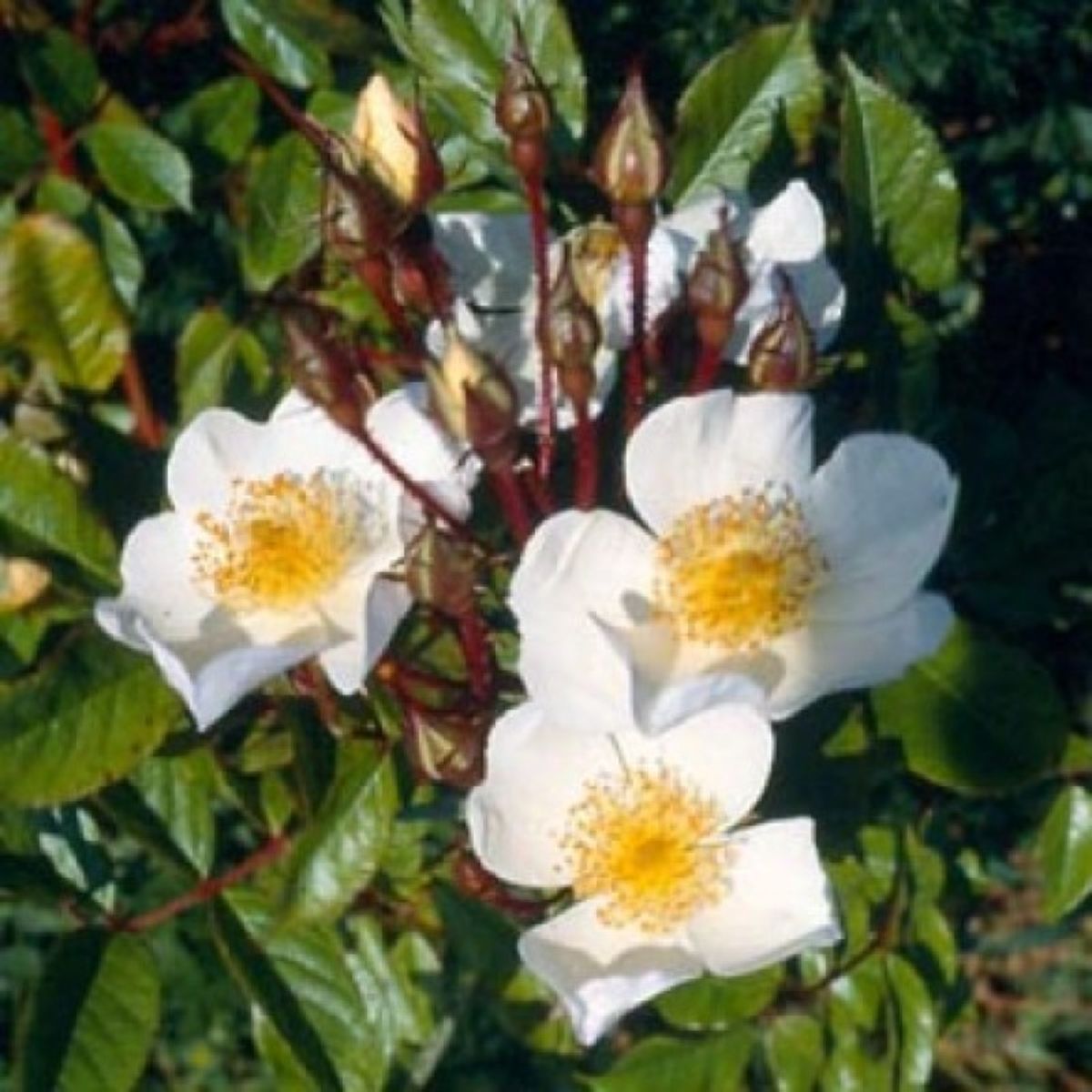 Rosa gentileana