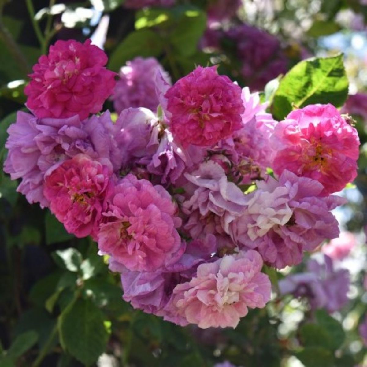 Rosa multiflora platyphylla