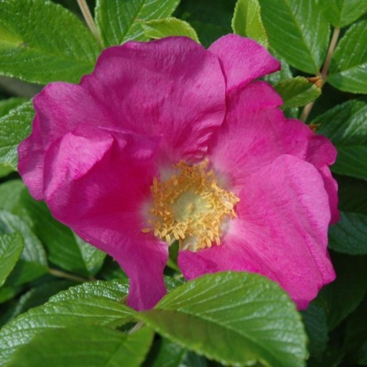 Rosa rugosa typica