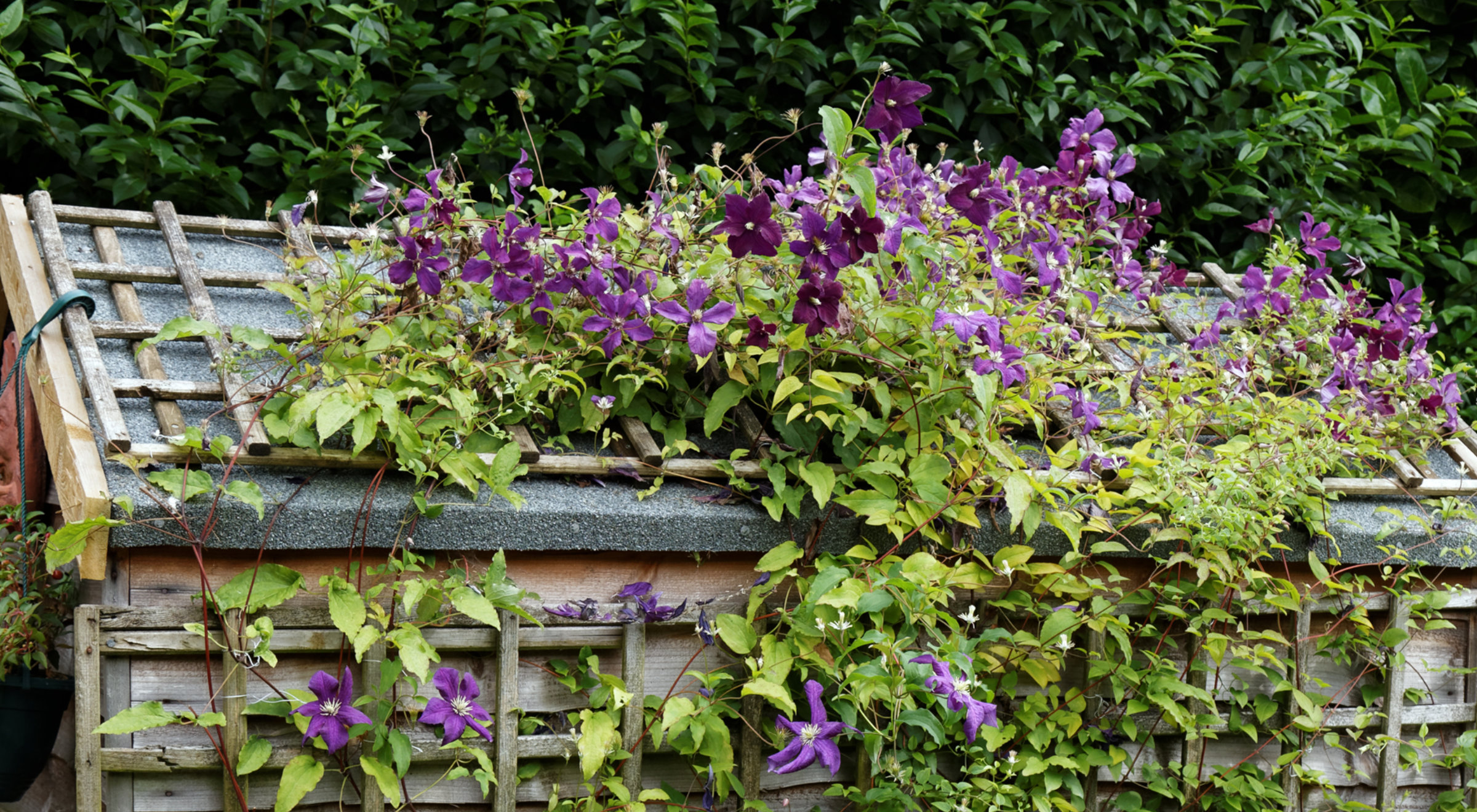 Clematis Viticella 'Etoille Violette' an einem Spalier