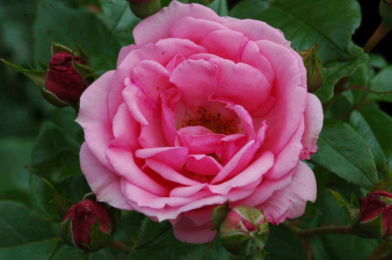 Rose 'AltMarburg' Rosen bei Schmid Gartenpflanzen online kaufen