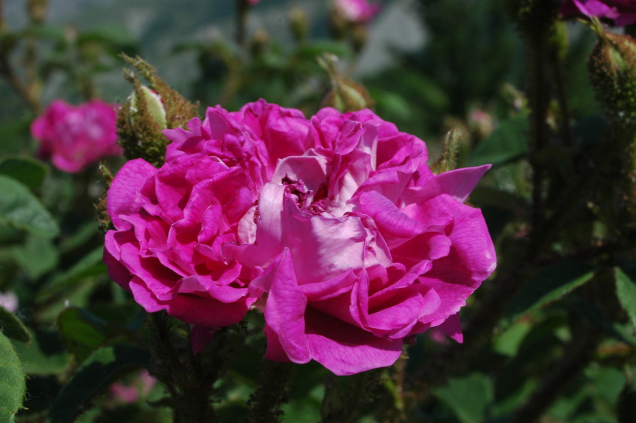 Rose 'William Lobb ('Old Velvet Moss')' Rosen bei Schmid
