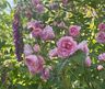 Pink Grootendorst