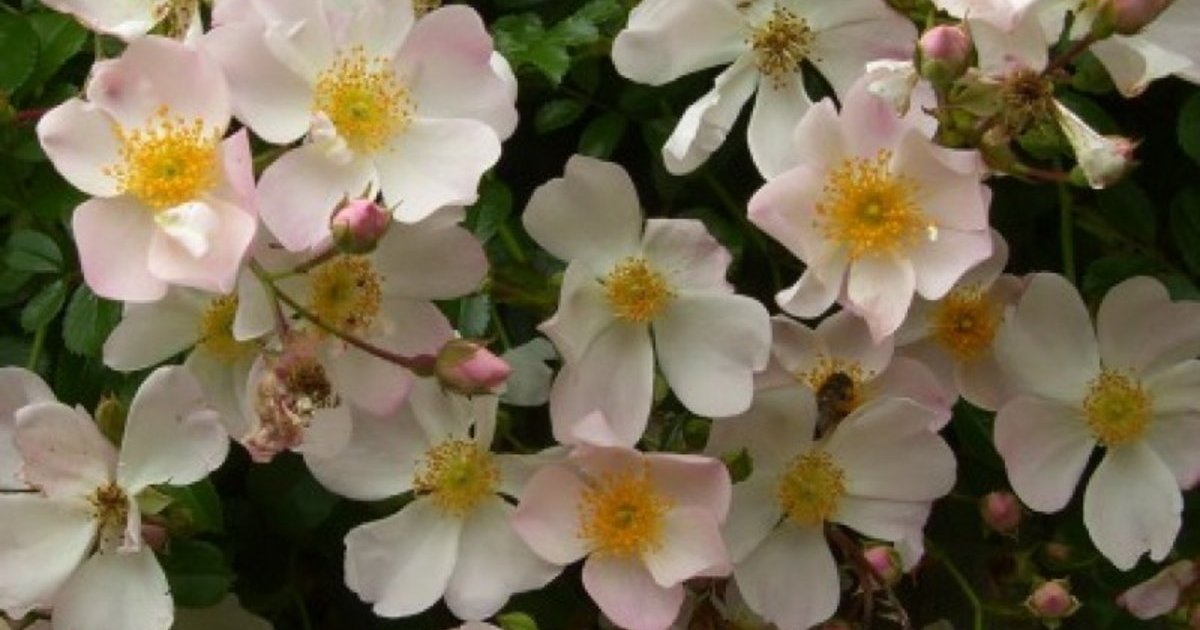 Grouse | Rose, rosa, 0.6 m x 3 m (Kordes, 1984) | Rosa 'Grouse' online ...