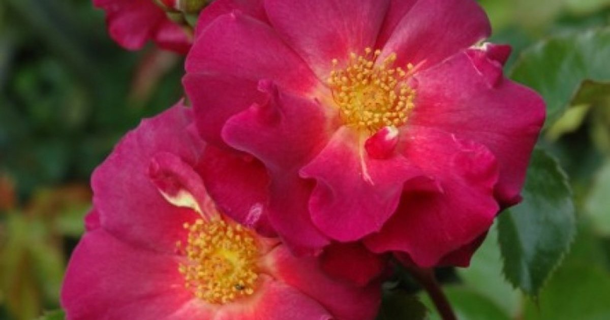 Red Rover Rose Wild Rover | Rose, purpur, 1,30m x 1,00m (Dickson, 2007) | Rosa 'Wild ...