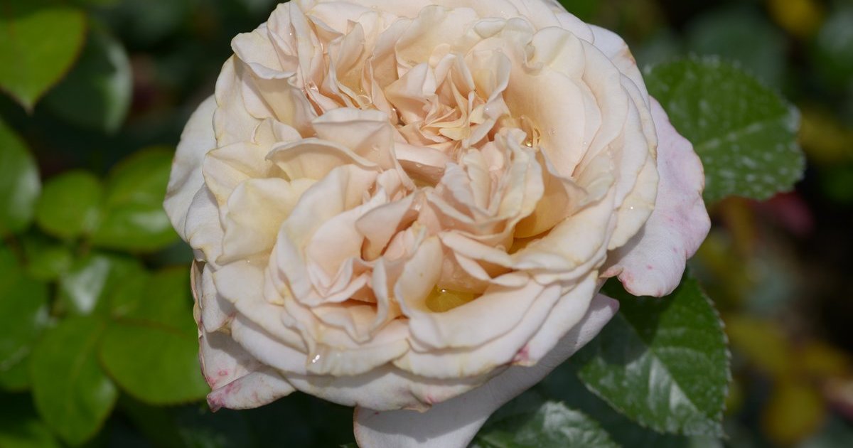 Jupe rayée pour femme - France
