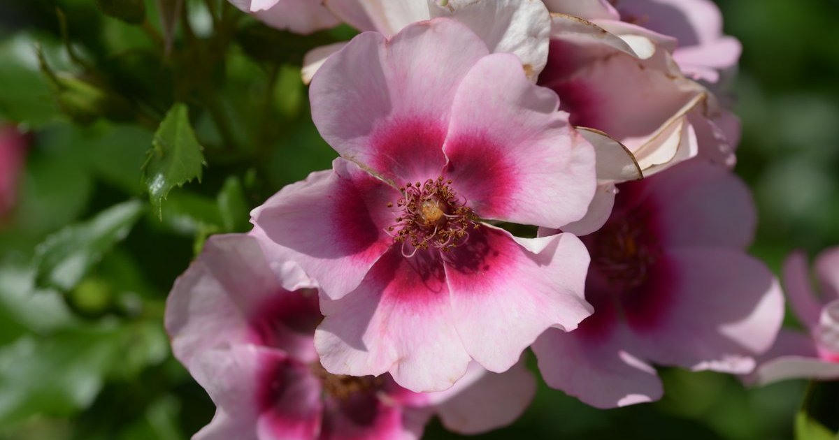 Bravo Throwing Roses Bravo Babylon Eyes ® | Rose, mehrfarbig, 60 cm (Interplant, 2019 ...