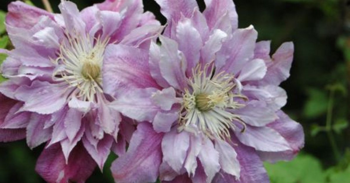 Ragamuffin | Clematis 'Ragamuffin' online kaufen